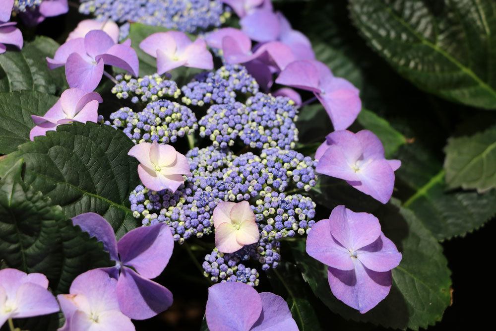 Tellerhortensie, Hydrangea serrata