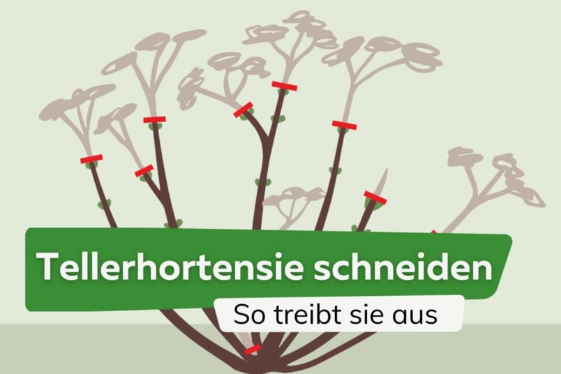 Tellerhortensie schneiden - so treibt sie stark mit vielen Blüten