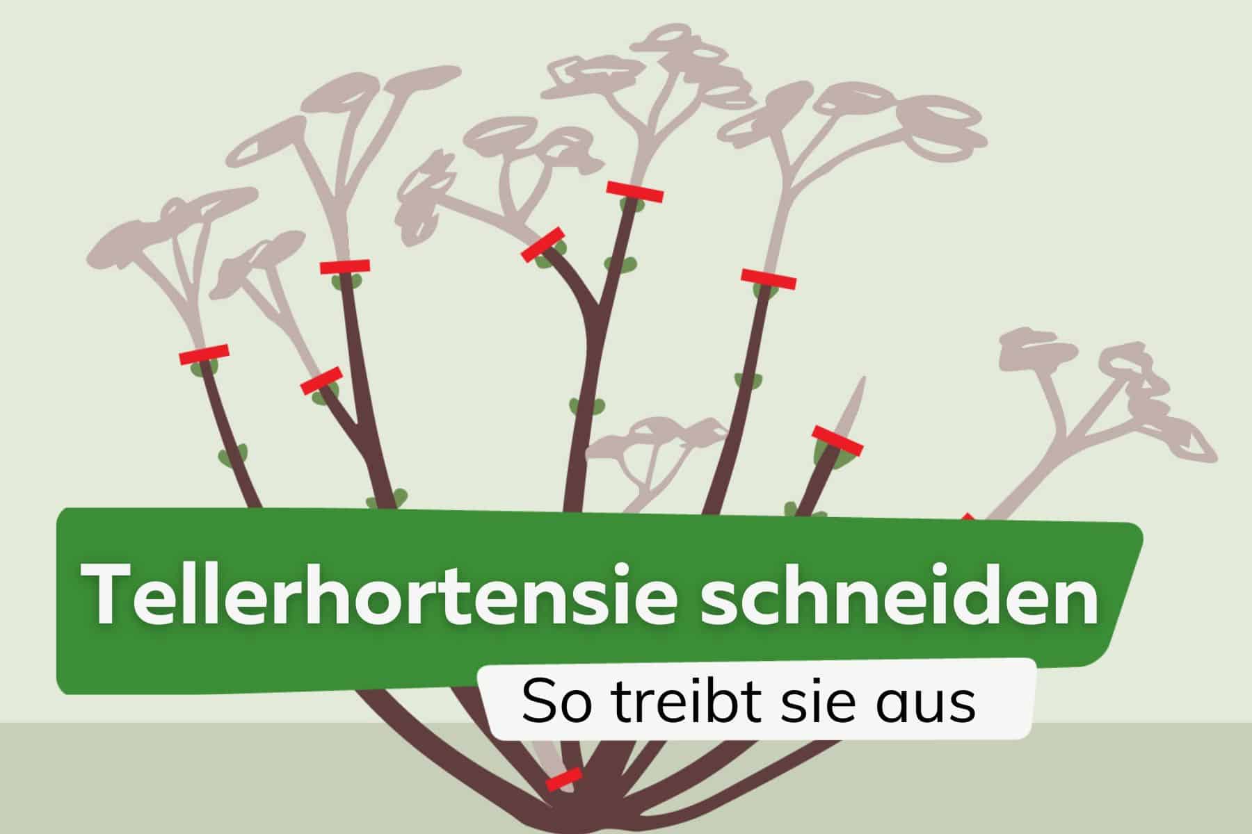 Tellerhortensie schneiden - so treibt sie stark mit vielen Blüten