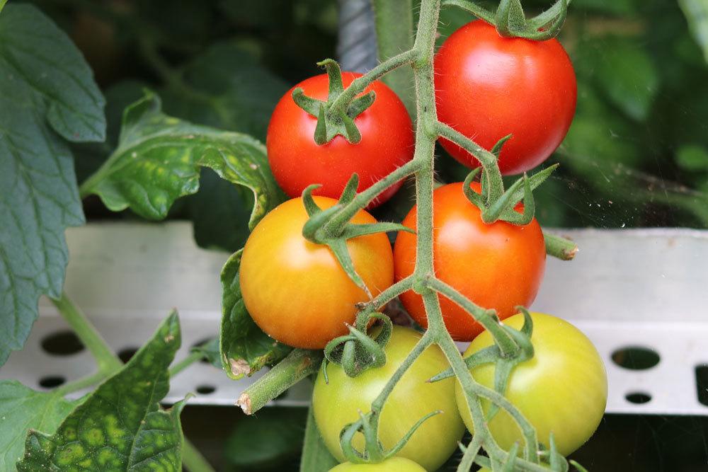 Tomaten enthalten viele Nährstoffe und Vitamine