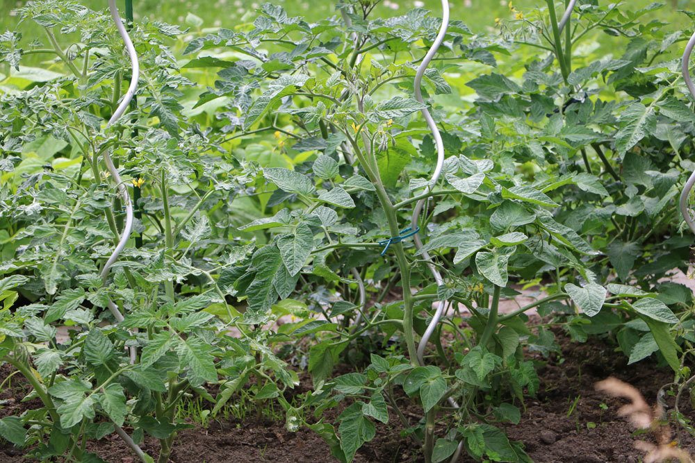 Tomaten im Garten anpflanzen