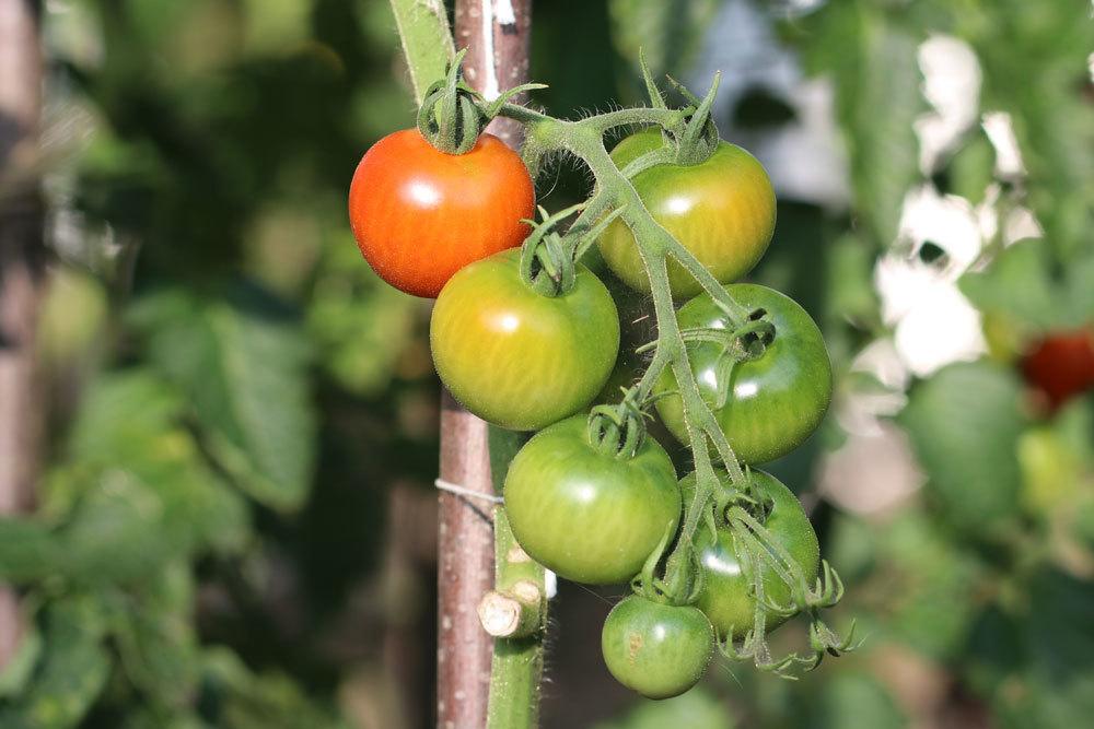 Tomaten als Kübelpflanze