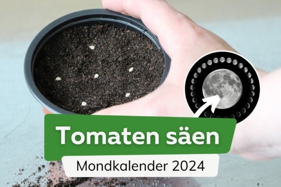 Tomaten säen nach Mondkalender 2024