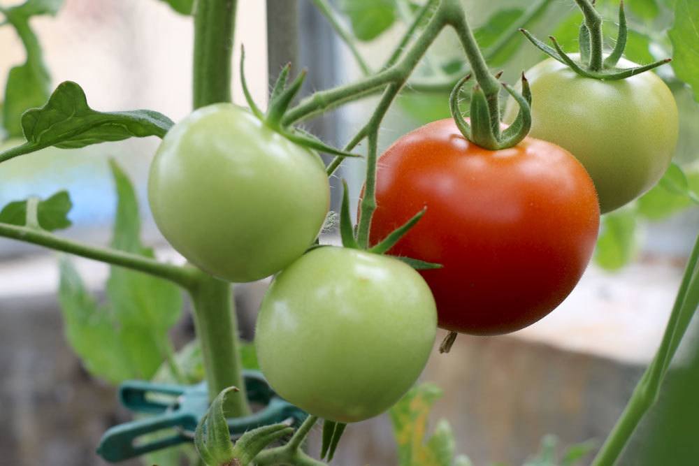 Tomaten im Gewächshaus ziehen