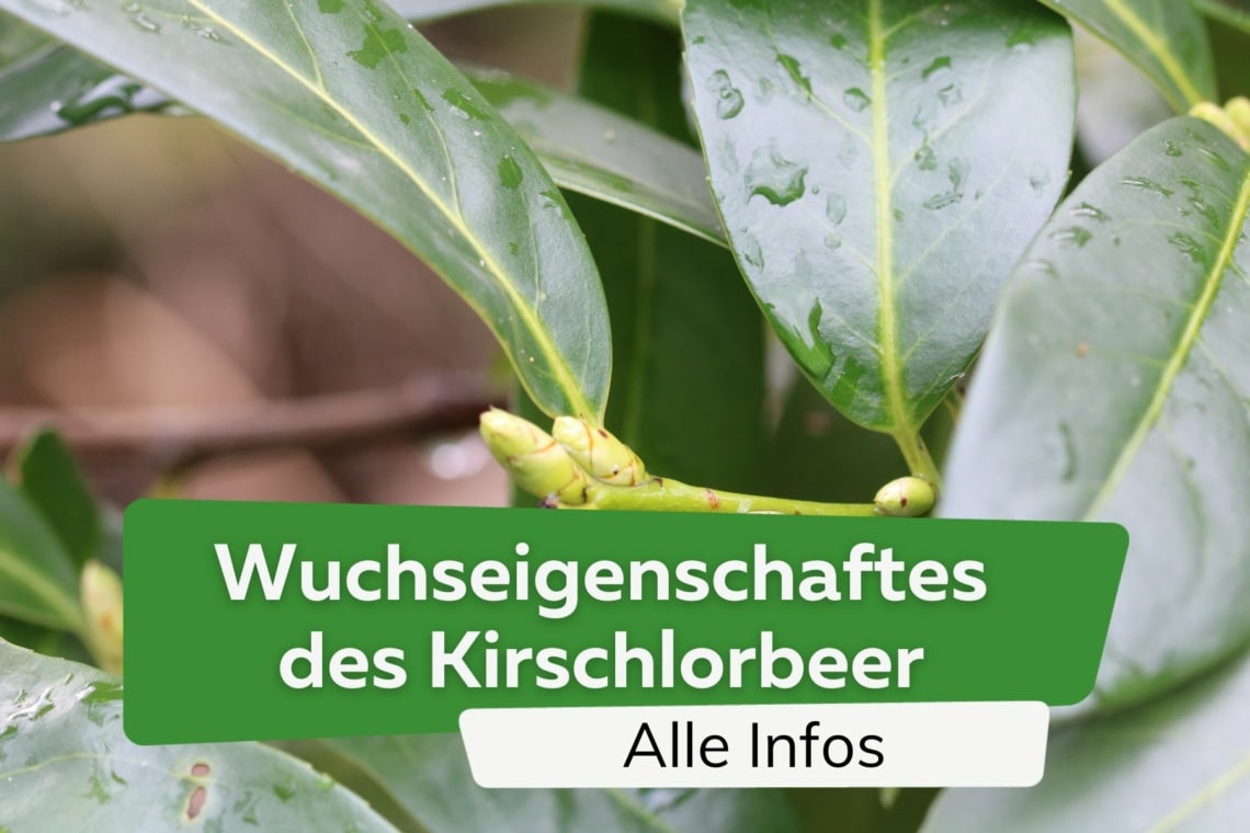 Wie schnell und wie hoch wächst Kirschlorbeer? Alle Infos auf einen Blick