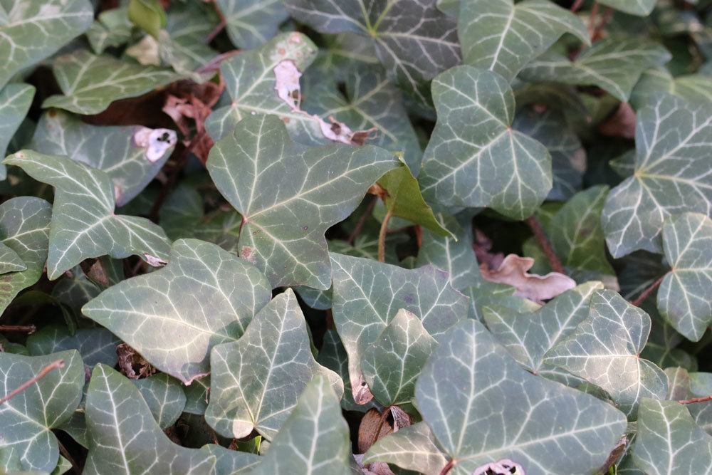 Hedera helix 'Woerner'