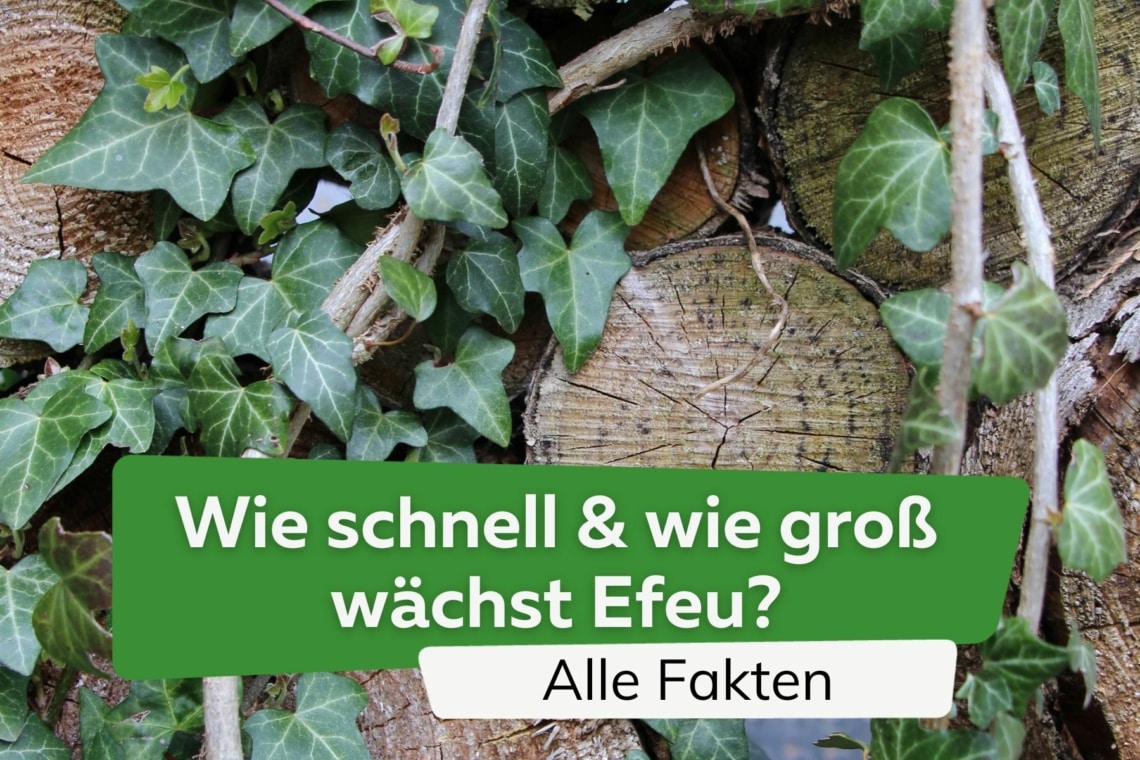 Wie schnell wächst Efeu und wie groß wird er? Alle Fakten auf einen Blick