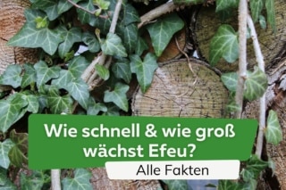 toom efeutute Große Efeutute | Epipremnum main image 1