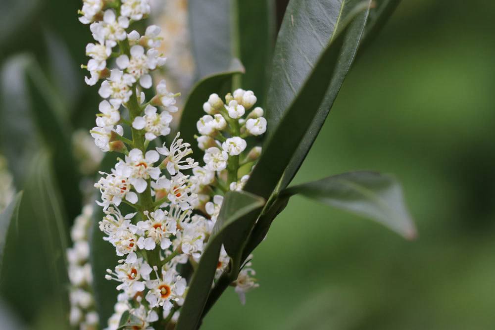 Kirschlorbeer mit seinen kleinen weißen Blüten