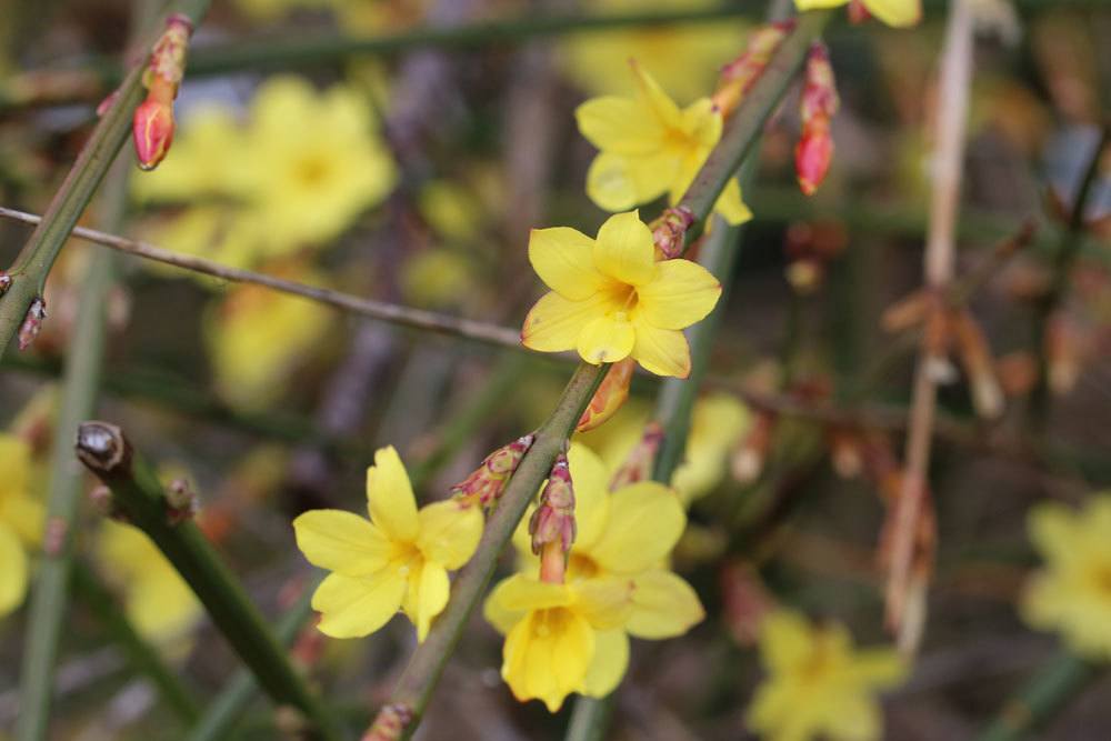 Winter-Jasmin mit leuchtend gelben Blüten