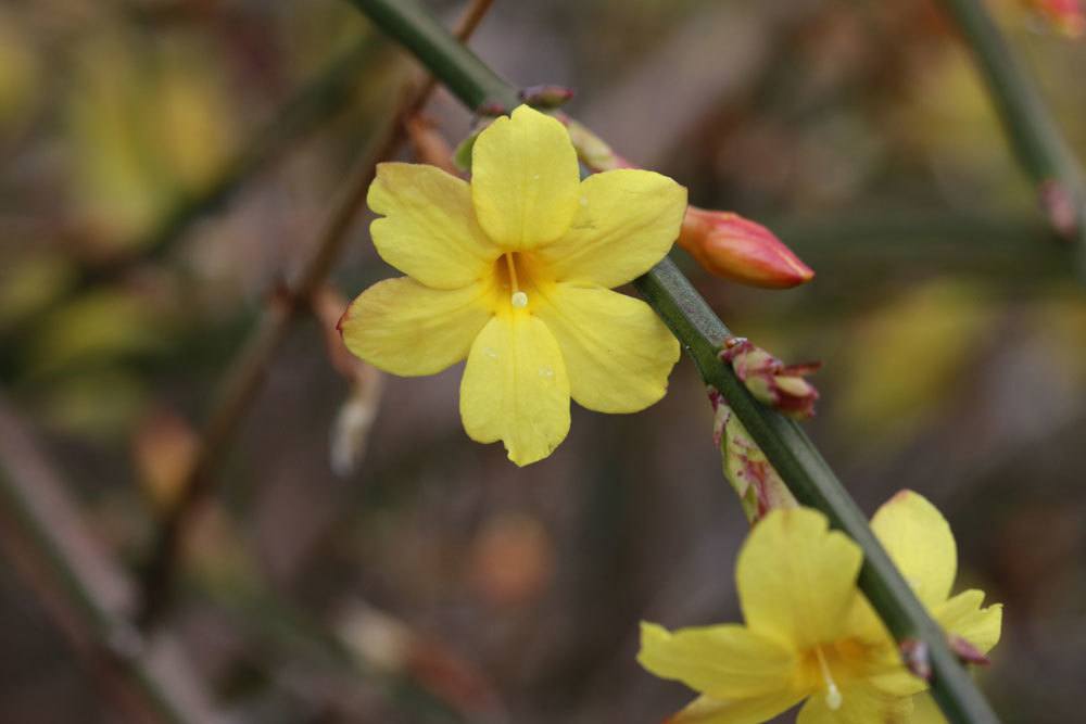 Winter-Jasmin ist ein pflegeleichter Zierstrauch