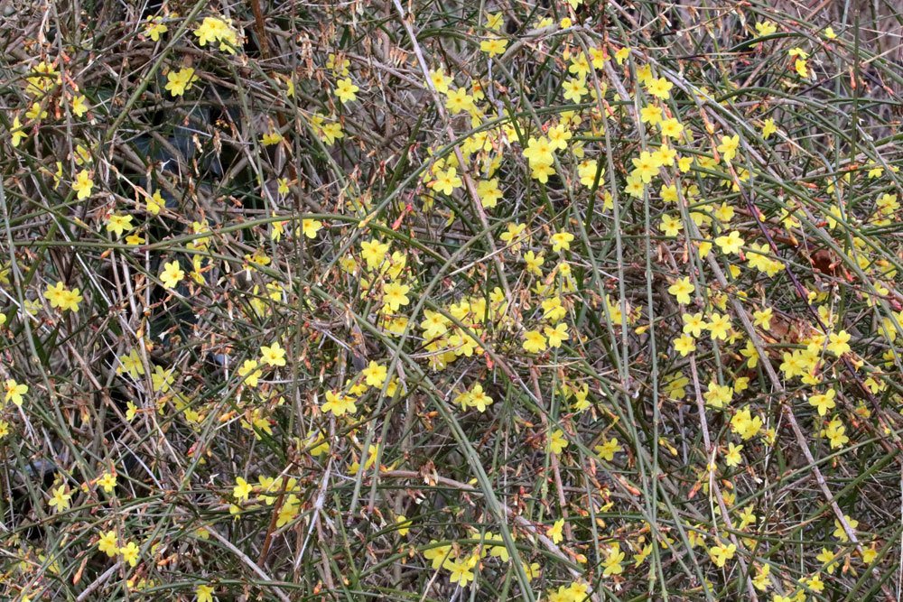 Jasminum nudiflorum braucht einen sonnigen Standort