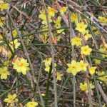 Winter-Jasmin, Jasminum nudiflorum richtig pflegen