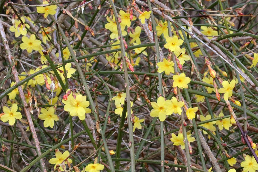 Winter-Jasmin, Jasminum nudiflorum richtig pflegen