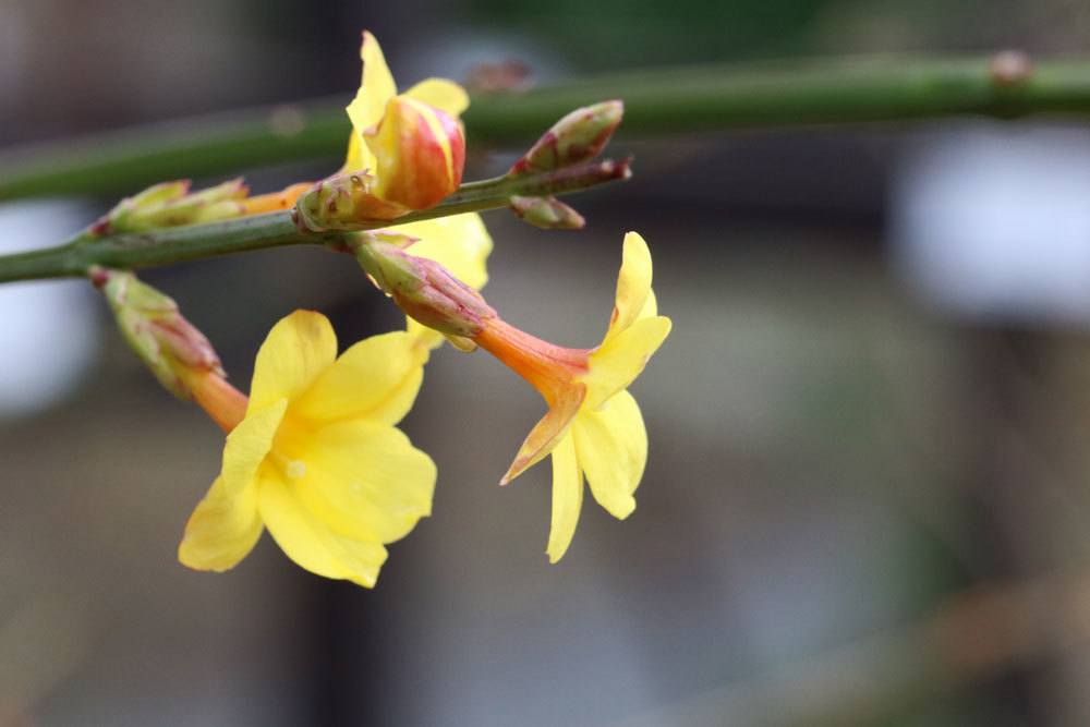 Winter-Jasmin ist ein winterhartes Gehölz