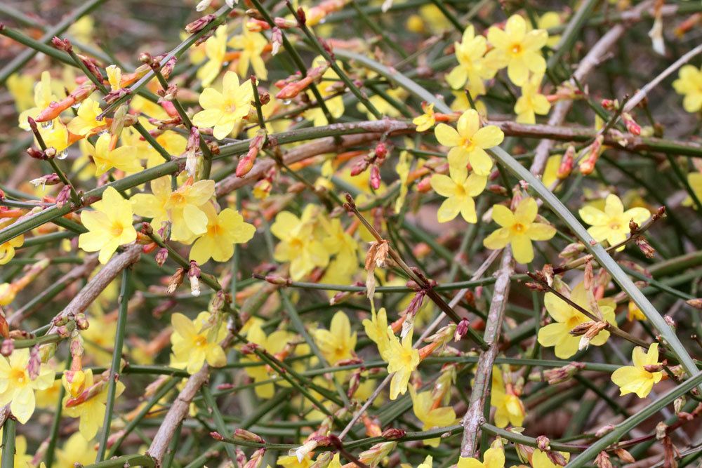 Winter-Jasmin wird auch Winterginster genannt