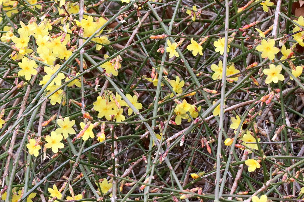 Jasminum nudiflorum kann auch als Kübelpflanze kultiviert werden