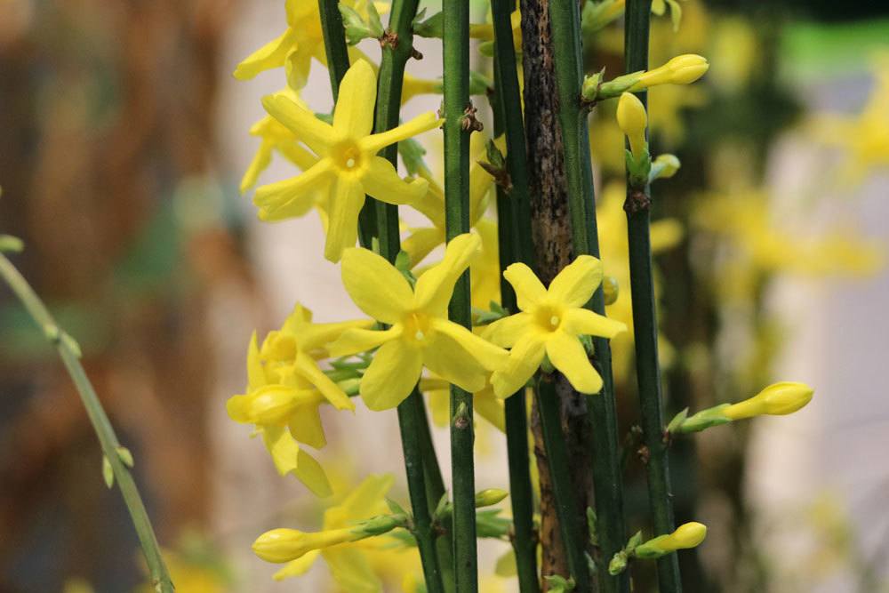 Jasminum nudiflorum blüht von Dezember bis April