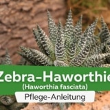 Zebra-Haworthie (Haworthia fasciata)