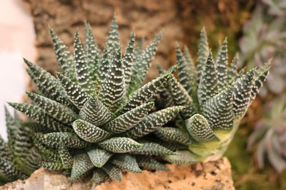 Haworthia fasciata stammt aus Südafrika