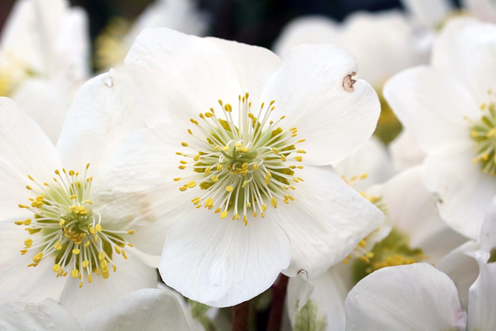 Christrose - Schneerose - Helleborus niger