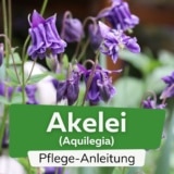 Akelei