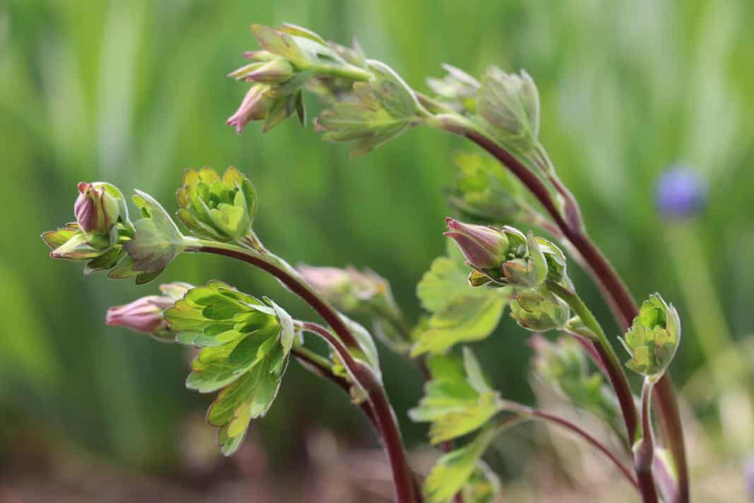 Aquilegia