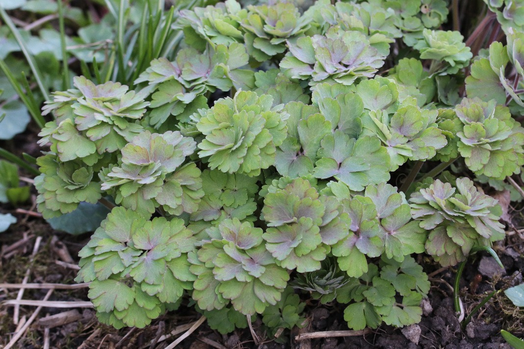 Aquilegia pflanzen