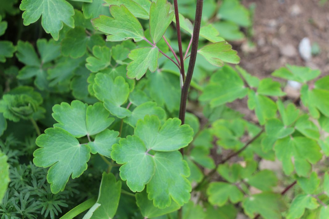 Aquilegia