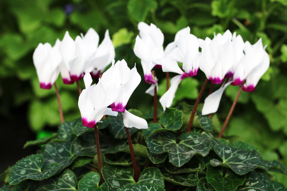 Alpenveilchen - Cyclamen