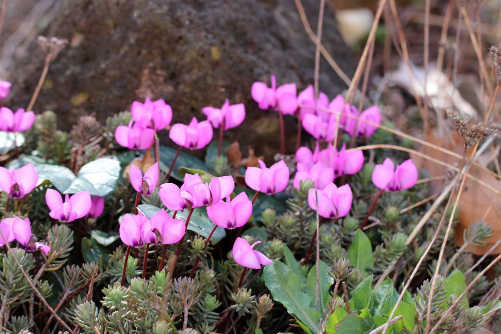 Herbst-Alpenveilchen, Cyclamen hederifolium