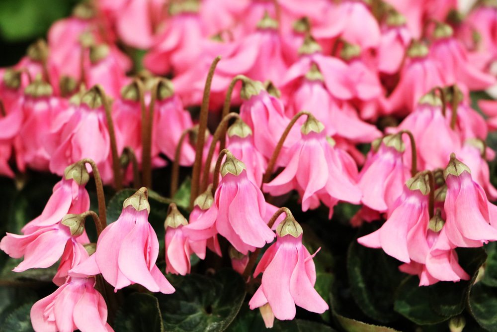 Alpenveilchen - Cyclamen