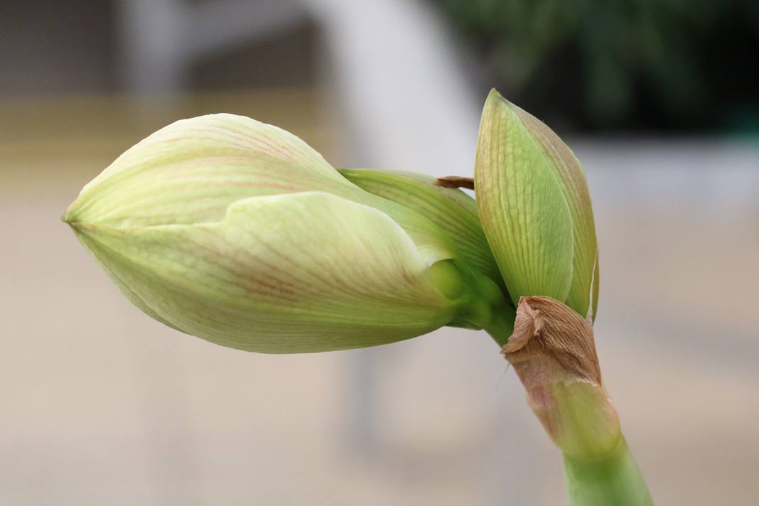 Amaryllis