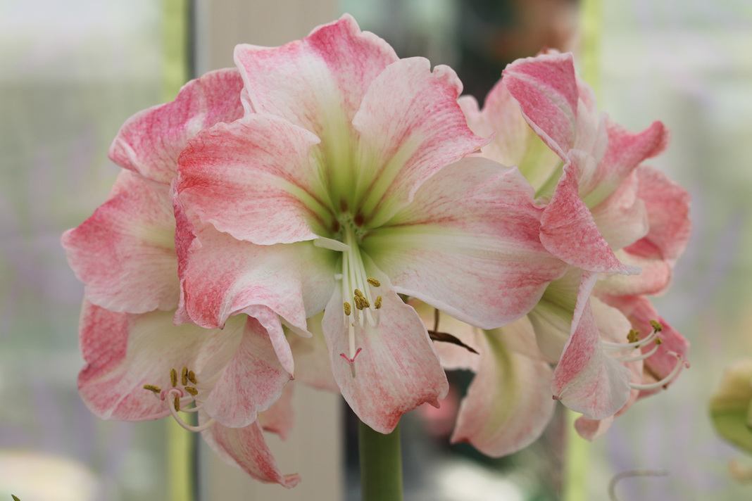 Amaryllis pflegen