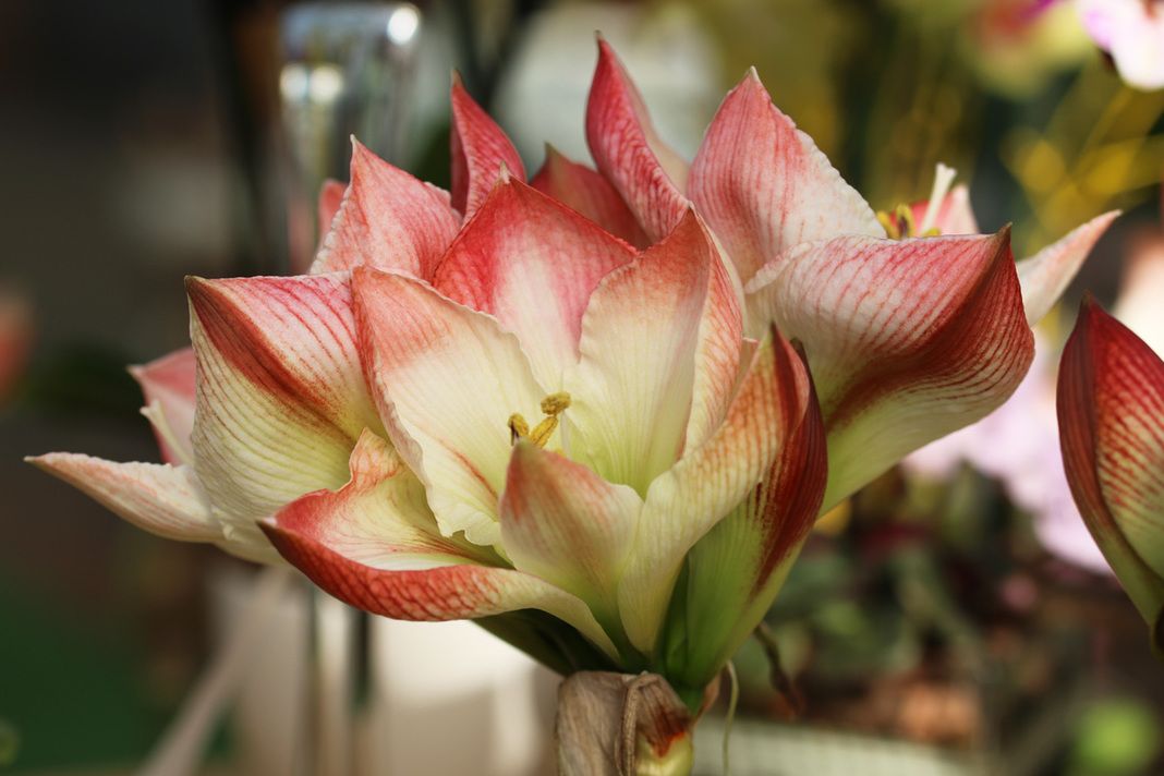 Amaryllis gießen