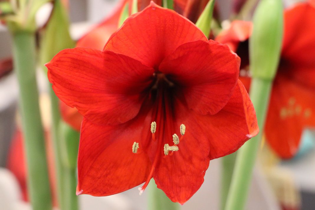 Amaryllis