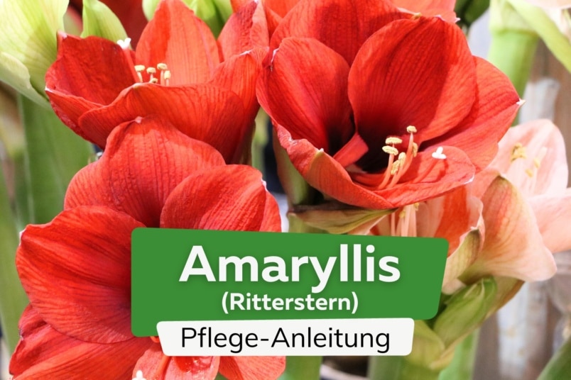 Amaryllis, Ritterstern, Hippeastrum