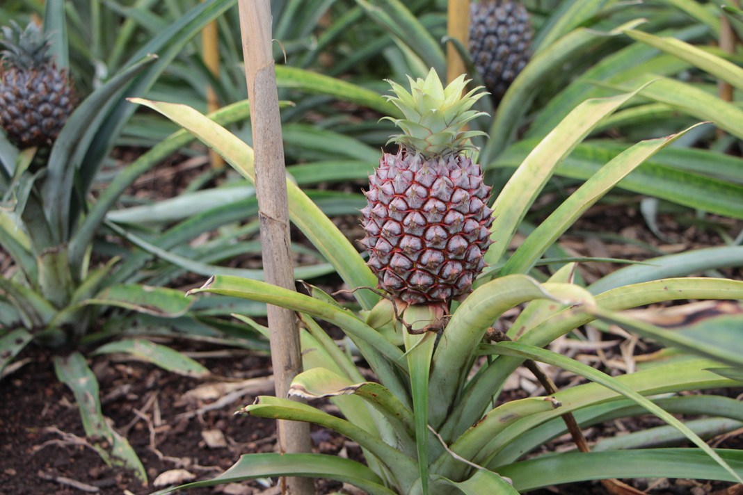 Ananas selber ziehen