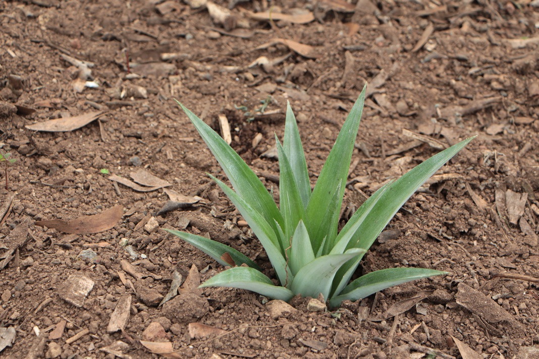 Ananas selber ziehen