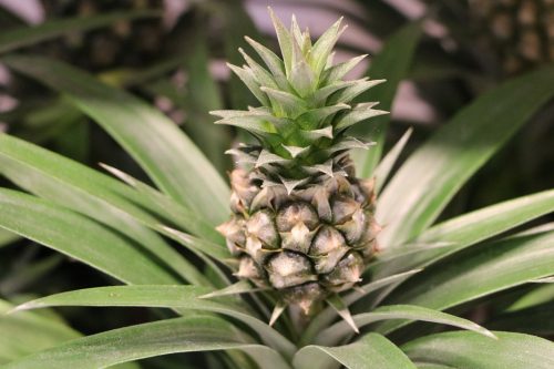 Ananas ziehen