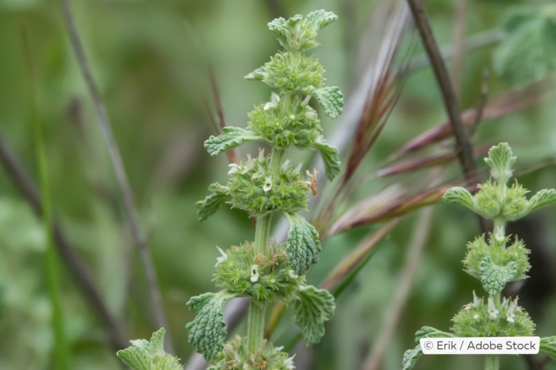 Andorn (Marrubium vulgare)