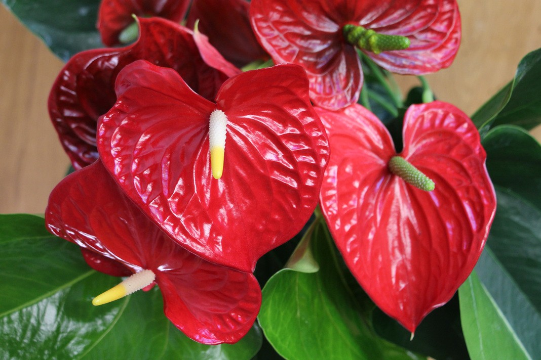 Anthurium