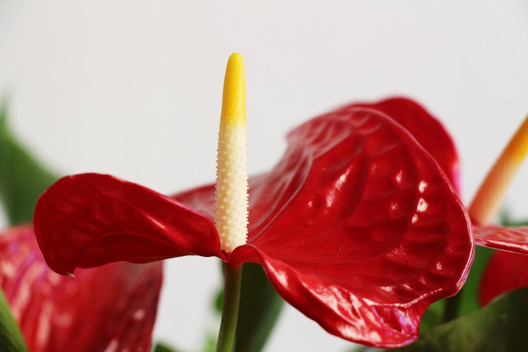 Anthurium