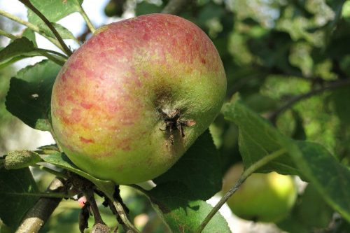 Apfelfrucht am Apfelbaum