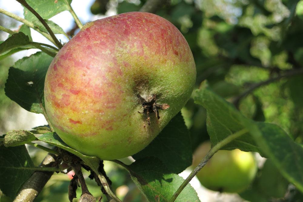 Apfelfrucht am Apfelbaum