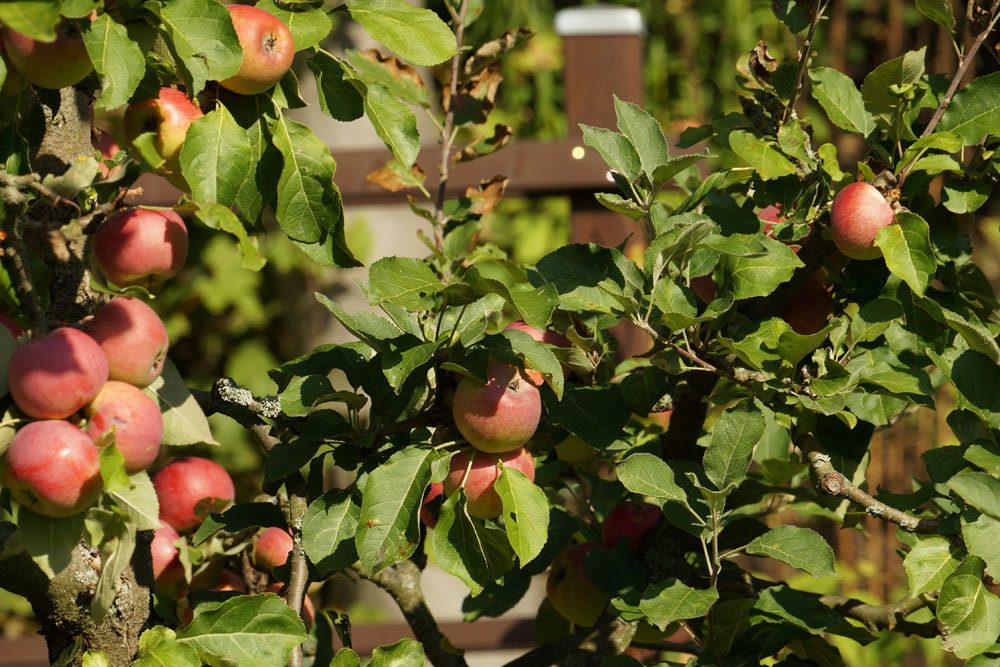 Apfelbaum im Garten