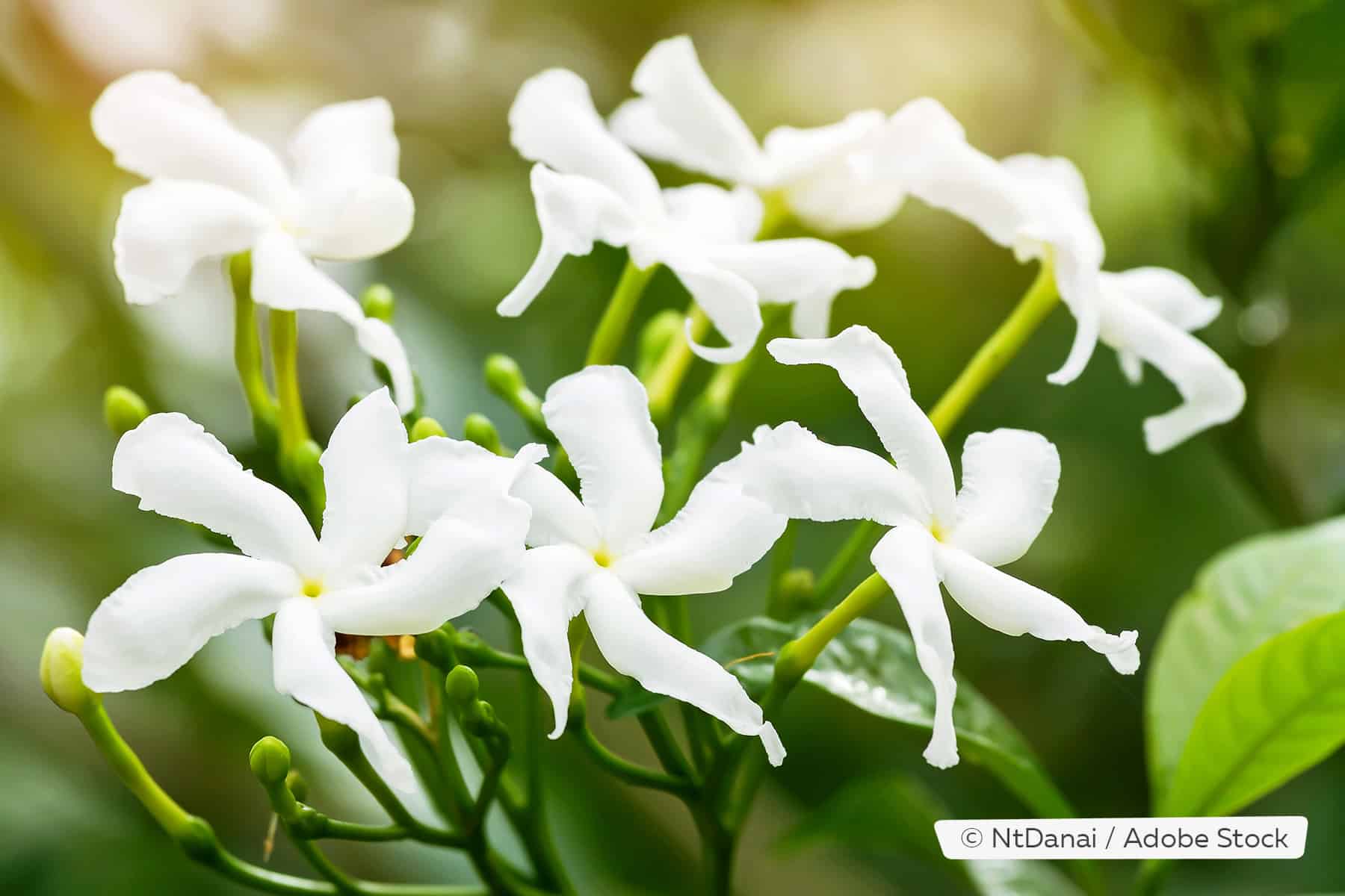 Arabischer Jasmin (Jasminum sambac)