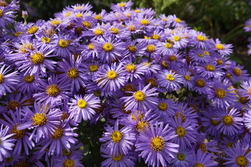 Kissen-Aster, Aster dumosus