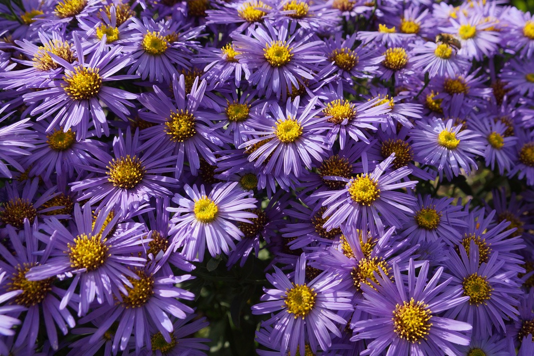 Kissen-Aster ‚Augenweide‘, Aster dumosus