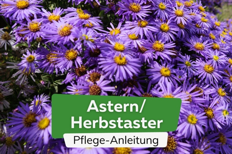 Astern/Herbstaster